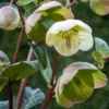 HELLEBORUS (Rodney Davey Marbled Group) Moondance