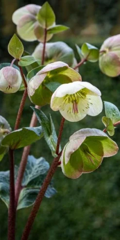 HELLEBORUS (Rodney Davey Marbled Group) Moondance