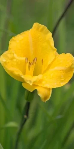 HEMEROCALLIS 'Irish Elf'