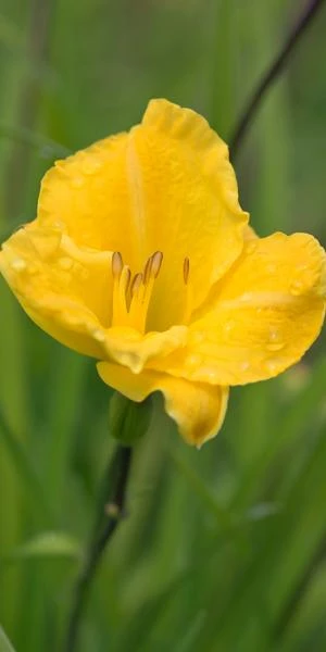 HEMEROCALLIS 'Irish Elf' 1 HEMEROCALLIS 'Irish Elf'