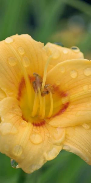 HEMEROCALLIS 'Siloam June Bug' 1 HEMEROCALLIS 'Siloam June Bug'