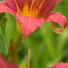 HEMEROCALLIS 'Pink Damask'