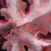 HEUCHERA 'Chocolate Ruffles' PBR