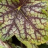 HEUCHERA 'Green Spice'