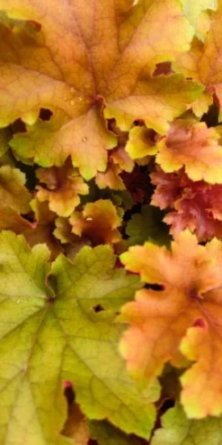 HEUCHERA 'Marmalade' PBR