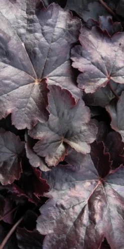 HEUCHERA 'Obsidian' PBR