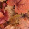 HEUCHERELLA 'Sweet Tea' PBR