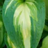 HOSTA 'Cherry Berry'