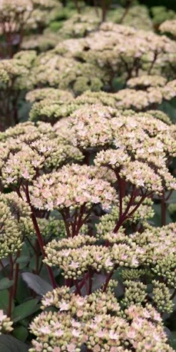 Front Page 33 HYLOTELEPHIUM 'Matrona'