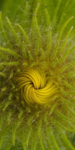 Front Page -PerennialPop Shop inula hookeri 2 12