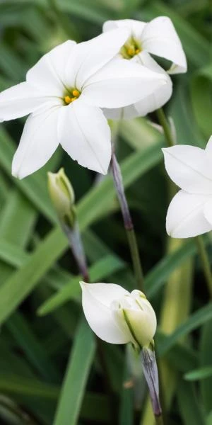 IPHEION 'Alberto Castillo' 1 IPHEION 'Alberto Castillo'