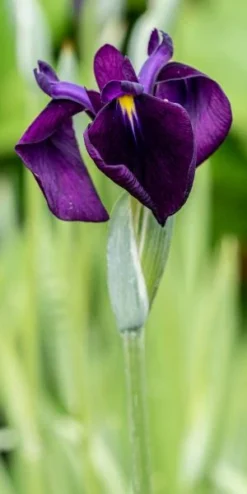 IRIS Ensata 'Variegata'