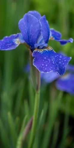 IRIS 'Silver Edge' (Sib)