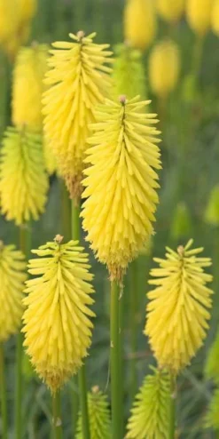 KNIPHOFIA 'Bees' Lemon'