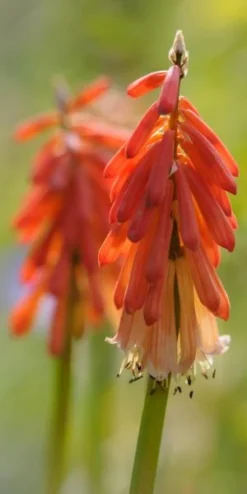 KNIPHOFIA 'Strawberries And Cream'