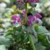 LAMIUM Maculatum 'Beacon Silver'
