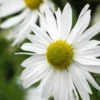 LEUCANTHEMELLA Serotina