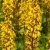 LIGULARIA Stenocephala