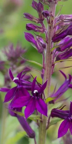 LOBELIA X Speciosa 'Hadspen Purple' PBR -PerennialPop Shop lobelia x speciosa hadspen purple 8050171 2