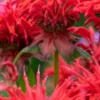 MONARDA 'Cambridge Scarlet'