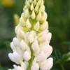 LUPINUS 'Noble Maiden' (Band Of Nobles Series)