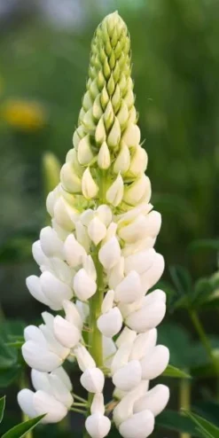 LUPINUS 'Noble Maiden' (Band Of Nobles Series)