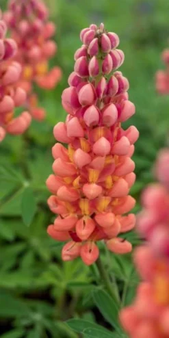 LUPINUS 'Terracotta' ('Wclterr' PBR)