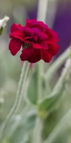 Front Page -PerennialPop Shop lychnis coronaria gardeners world 6040055
