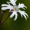 LYCHNIS Flos-cuculi 'White Robin'