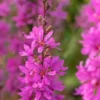 LYTHRUM Virgatum 'Dropmore Purple'