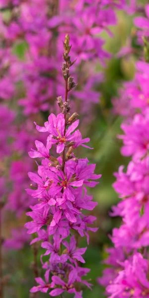 LYTHRUM Virgatum 'Dropmore Purple' 1 LYTHRUM Virgatum 'Dropmore Purple'