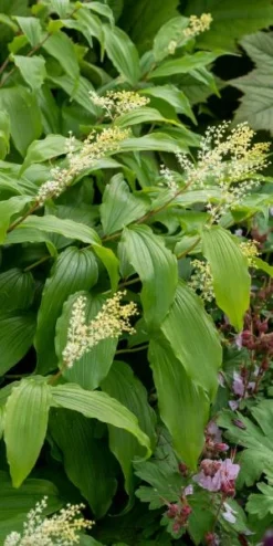 Front Page -PerennialPop Shop maianthemum paniculatum 6070805