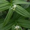MAIANTHEMUM Stellatum