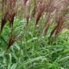 MISCANTHUS Sinensis 'Malepartus'