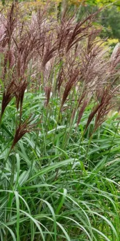 MISCANTHUS Sinensis 'Malepartus'