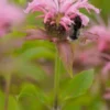 MONARDA 'Croftway Pink'