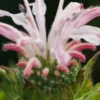 MONARDA 'Fishes'
