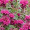 MONARDA 'Loddon Crown'