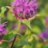 MONARDA 'Prairienacht'