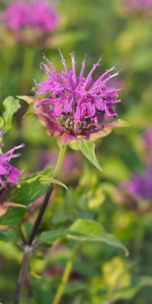 MONARDA 'Prairienacht' 1 MONARDA 'Prairienacht'