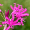 NERINE 'Isobel'