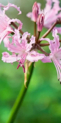 NERINE Wellsii Pale Form