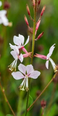 OENOTHERA 'Rose Fan'
