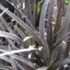 OPHIOPOGON Planiscapus Black Beard ('Yapard' PBR)