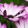 OSTEOSPERMUM Hardy Pink