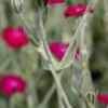 LYCHNIS Coronaria