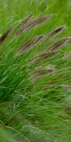 PENNISETUM Alopecuroides 'Cassian's Choice' -PerennialPop Shop pennisetum alopecuroides cassian s choice web
