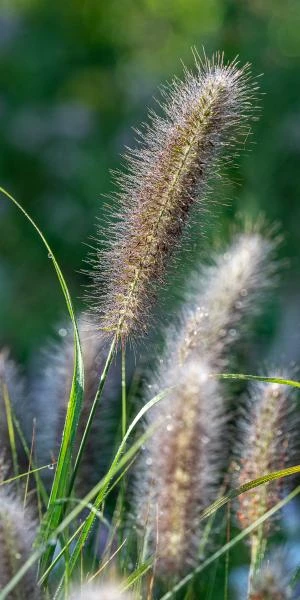 Front Page 23 Front Page -PerennialPop Shop pennisetum alopecuroides red head 8260745