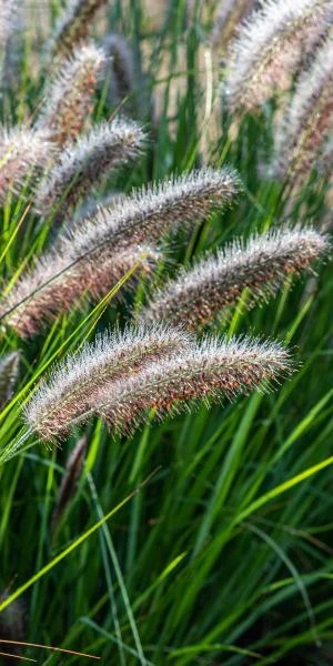 Front Page 24 Front Page -PerennialPop Shop pennisetum alopecuroides red head 8260751 2