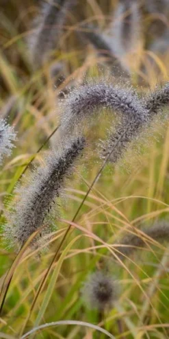 PENNISETUM Alopecuroides 'Cassian's Choice'